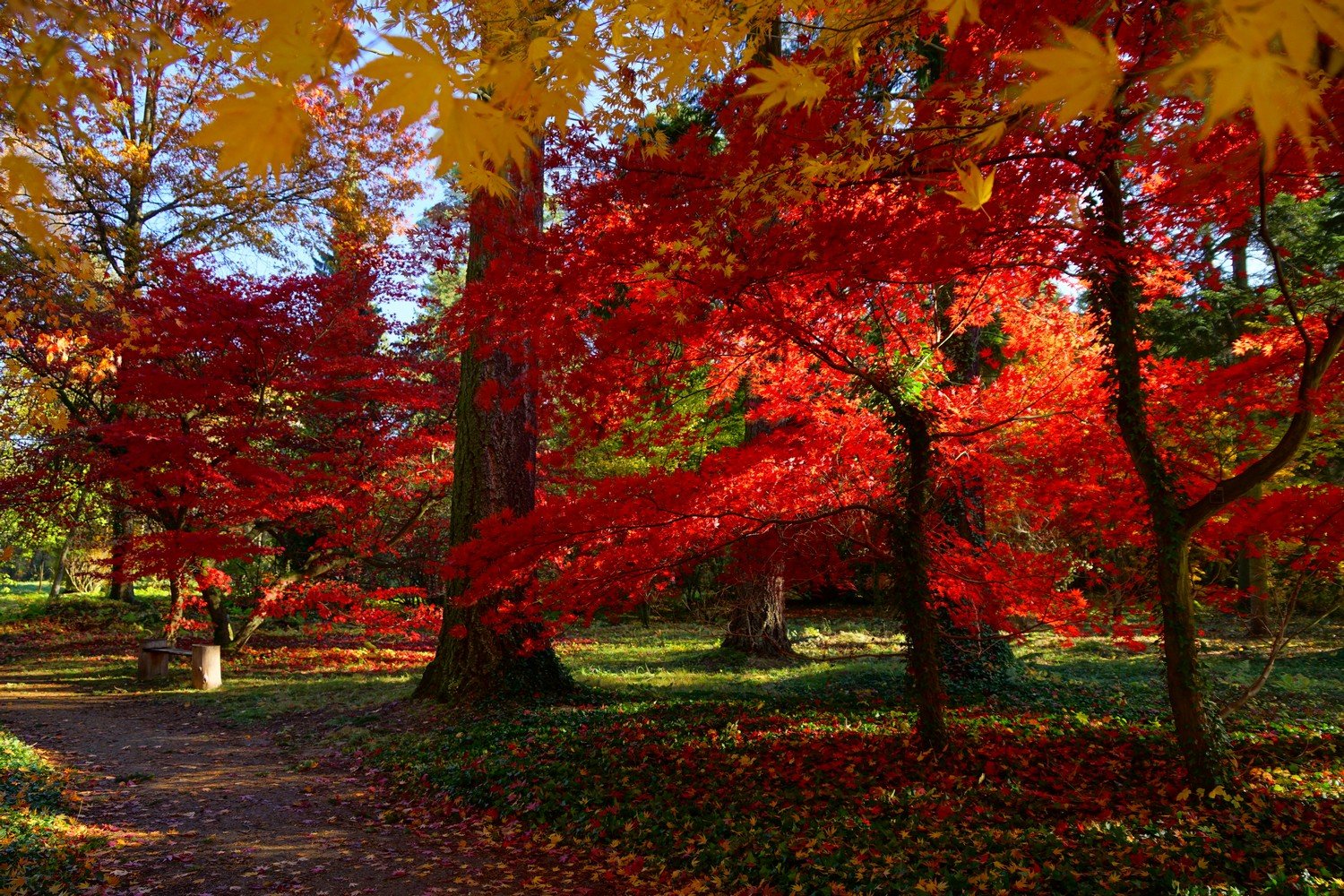 Arboretum SGGW w Rogowie